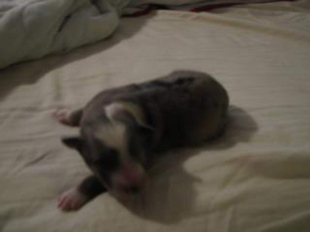 Jenny Marshall's album, Cyndi's Pups
