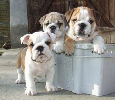 David Steath's album, Send Bulldog Puppies Photos