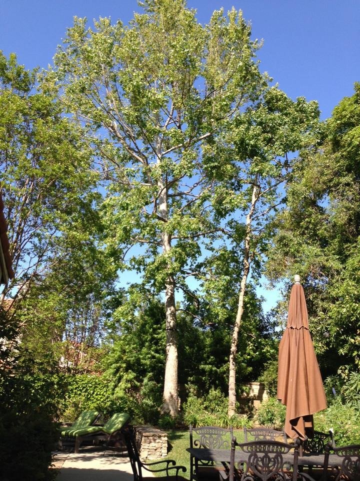 Ken Smith's album, Backyard relaxing