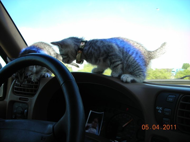 Pixie Mulloy's album, Wasabii The Ninja Cat