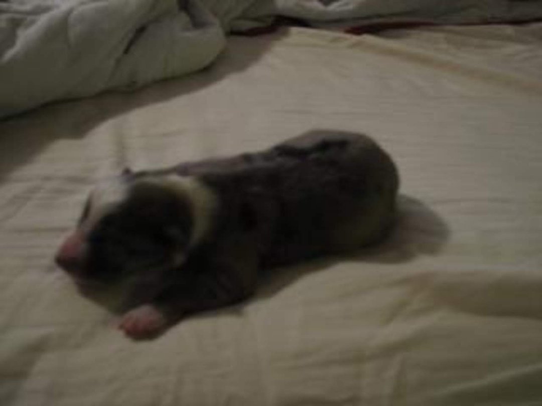 Jenny Marshall's album, Cyndi's Pups