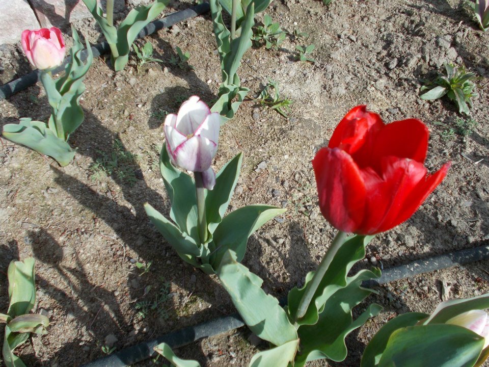 Lynn Sullivan's album, Tulips Spring 2013