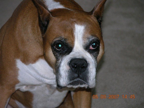 Nancy Calla's album, Bella , (new family addition)