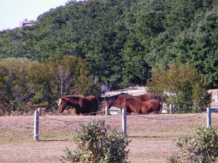 Lori Shearon's album, November 28, 2010