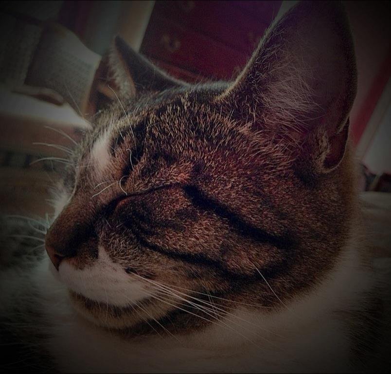 Lisa Clesner's album, iOS Photos