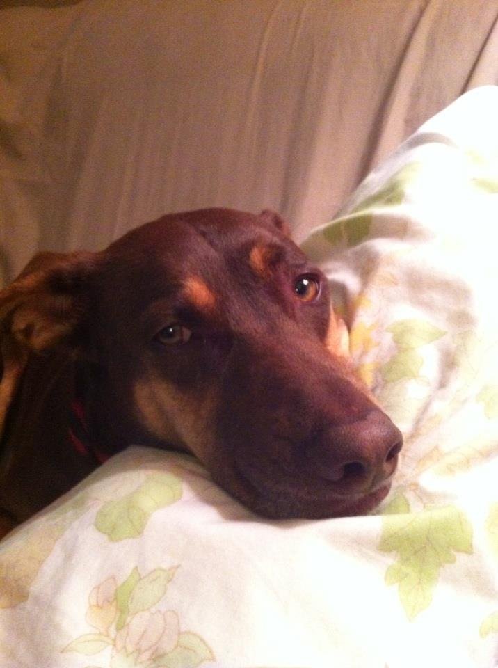Darrell Bias' album, iOS Photos