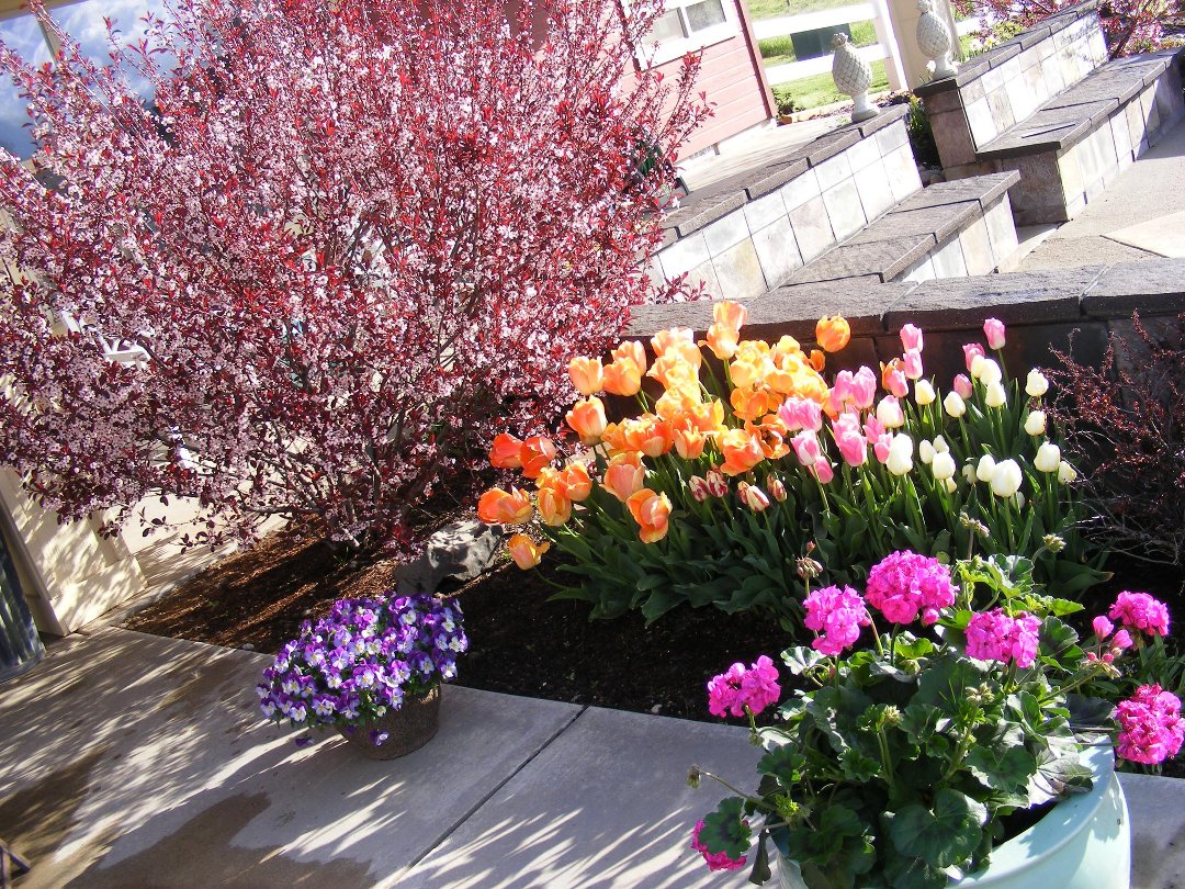 John Chaplik's album, pets flowers yard