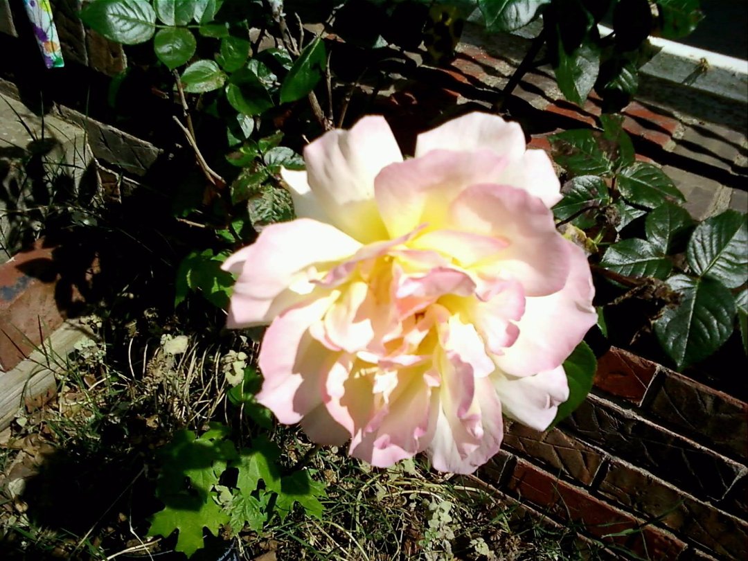 Susan Hicks' album, Mobile Uploads