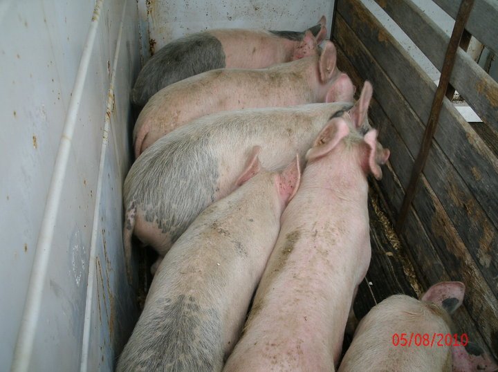 Michael Davis' album, Pigs are here!