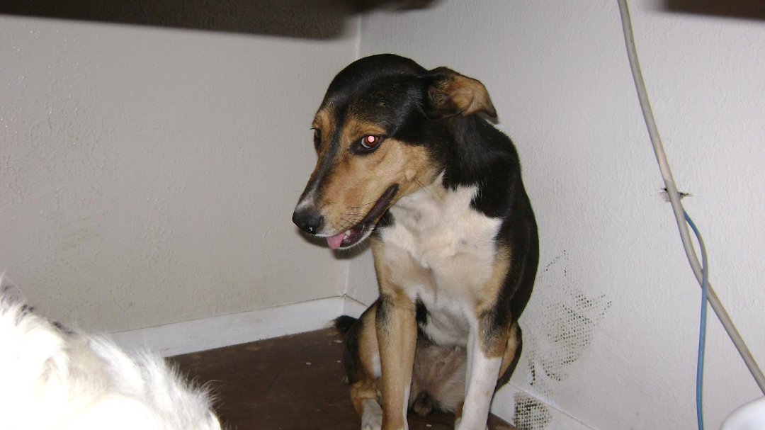 Todd Born's album, Shiloh June 2011