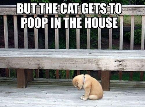 Dave Roughley's album, Timeline Photos
