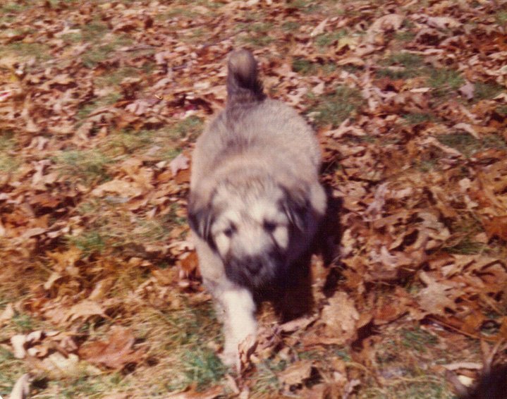 Robert Mallardo's album, Spike