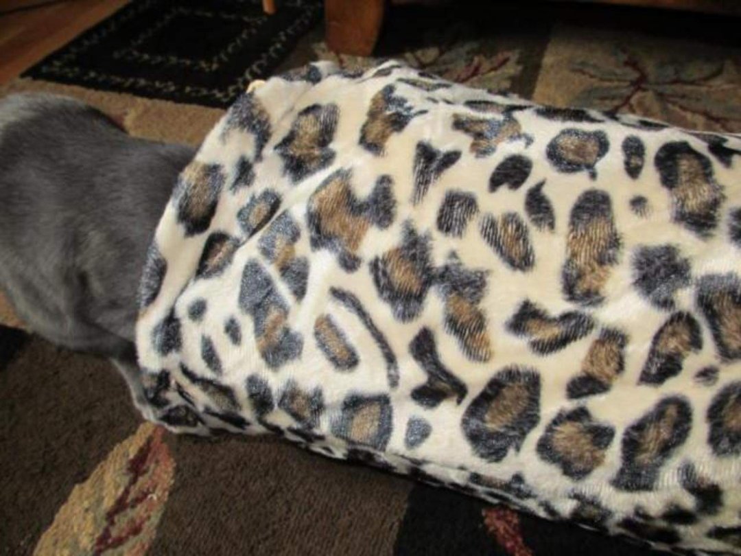 Joyce Pakos' album, Astrid's new kitty tunnel