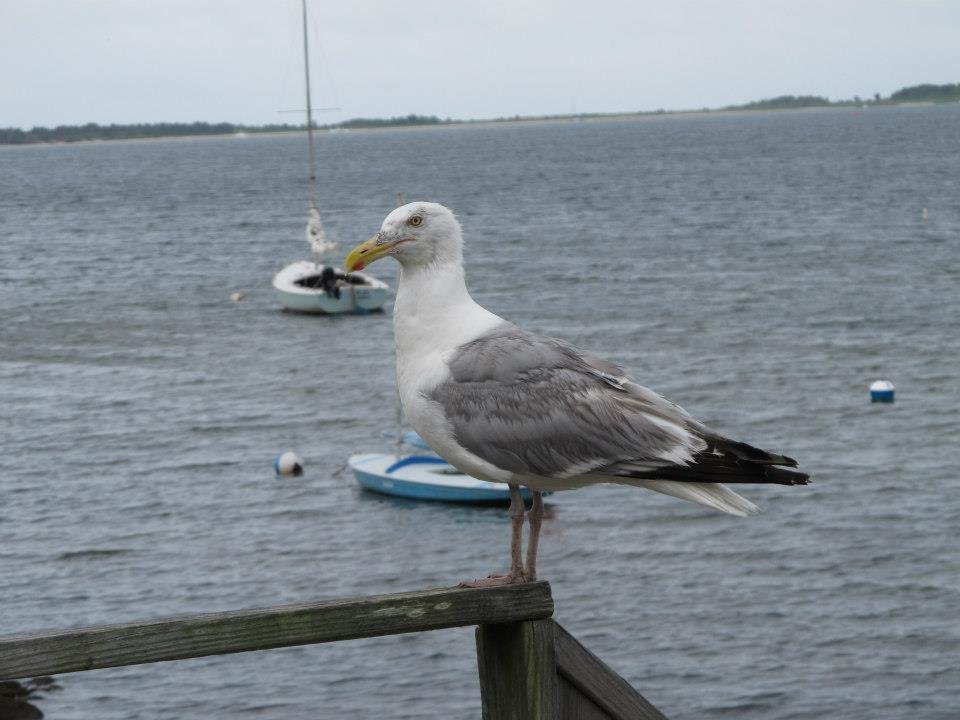 Leslie Petersen's album, Cape Cod 2012