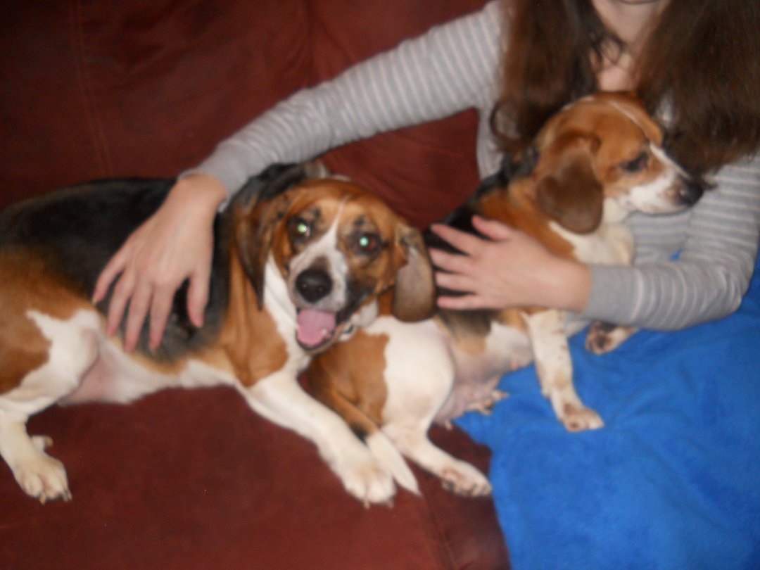 Scott MacKay's album, New Pets