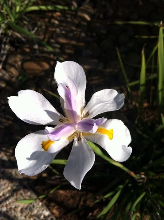 Julia Wise's album, Mobile Uploads