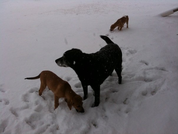 Debbie Atkinson's album, Puppies-Pebbles and Bambam