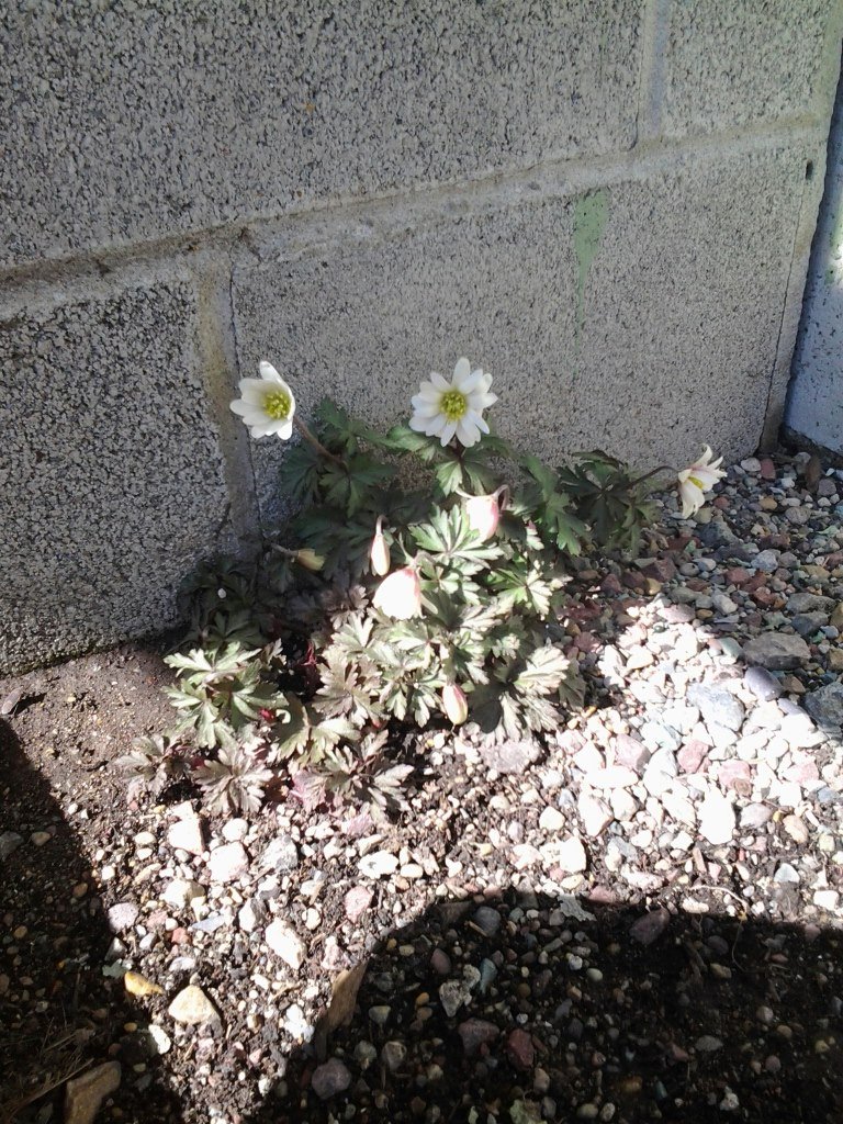 Dale Saverud's album, Mobile Uploads