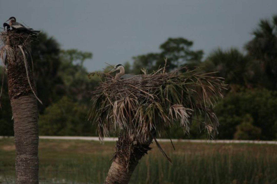 Patsy Crews' album, Viera Wetlands