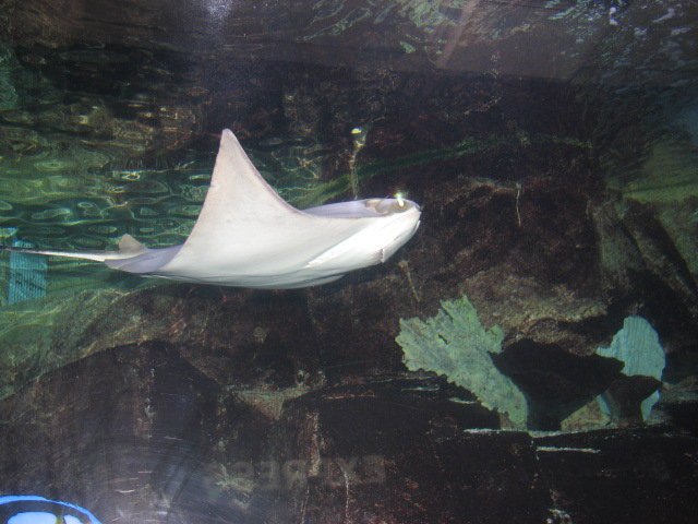 Edward Brenner's album, las vegas 2010