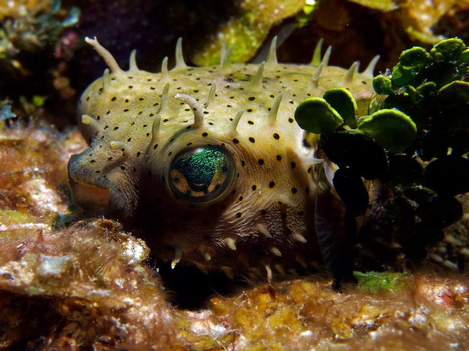John Kotovsky's album, More Little Cayman 10-12