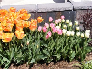 John Chaplik's album, pets flowers yard