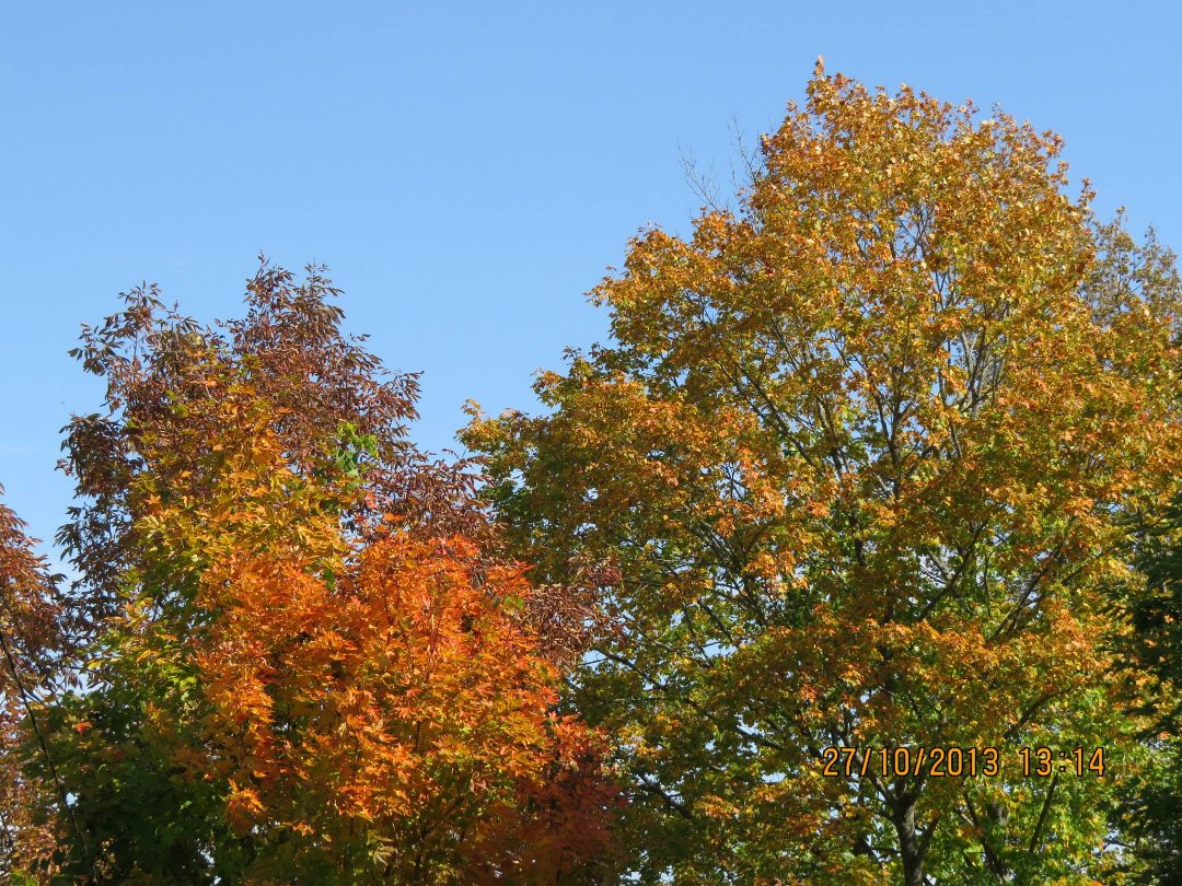 Mike Ivey's album, September 2013