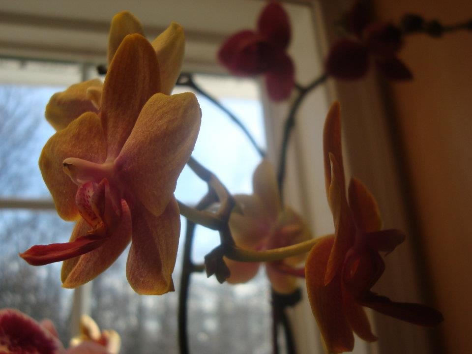 Marshall Chase's album, Cheryl's Kitchen Window Orchids