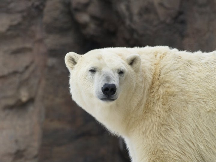 Anthony Carmichael's album, Detroit Zoo