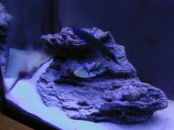 Steve Hinman's album, Fish tank