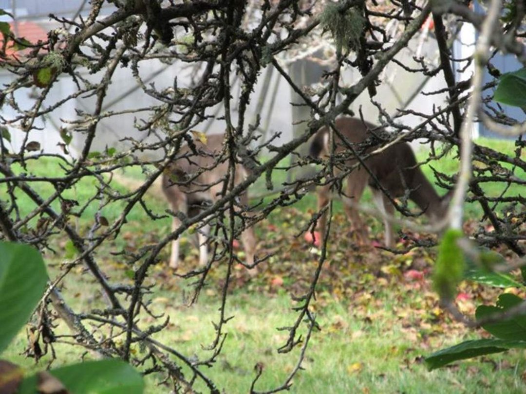 Sandra Simmons' album, Nice buck and a couple of does...out our back door..
