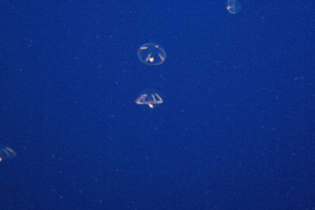 Mike Morris' album, Monterey Bay Aquarium