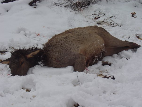 Robin Schelling's album, 2009 Elk Hunt