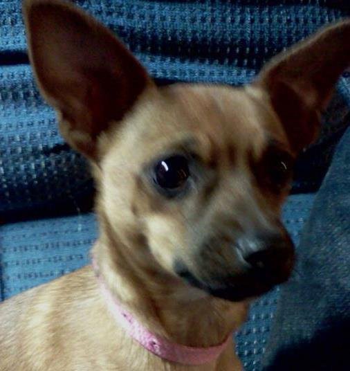 Abbagail Huntly's album, Profile Pictures