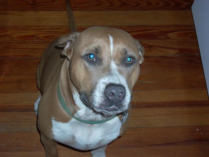 Jason Bauer's album, Holly puppy