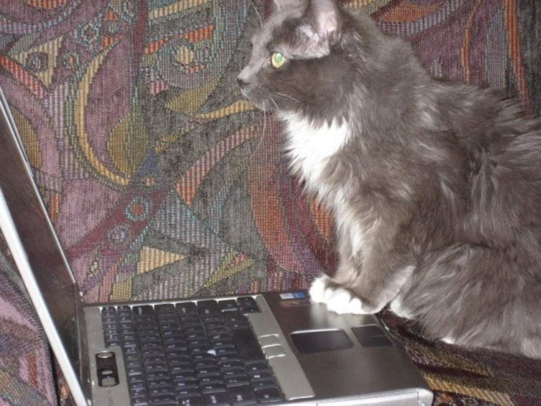 Chris Newell's album, kitties