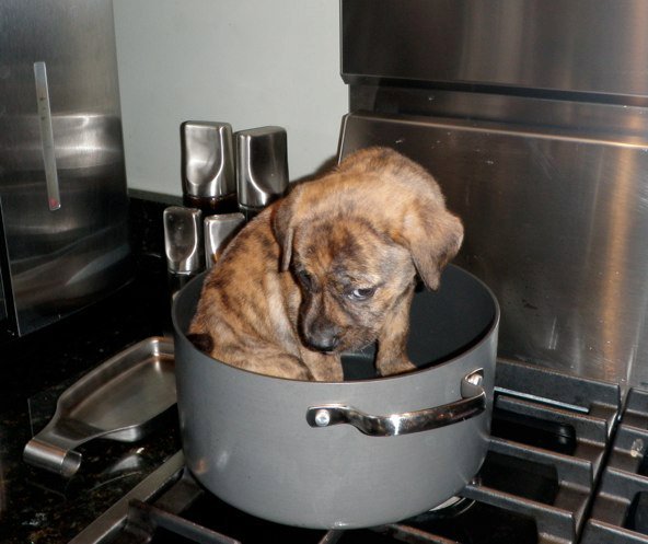 David Raab's album, Pups