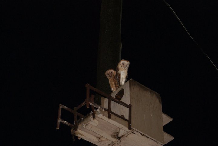 Nikki Elliott-White's album, 2011 Yori Ranches Owlets
