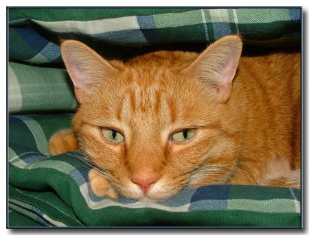 Marilyn Walker's album, My Pets