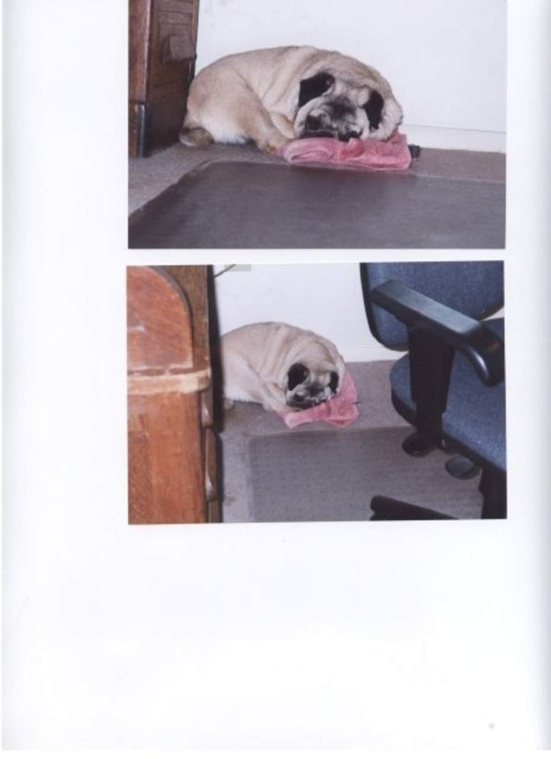 Robert Dunas' album, JIMMY the Pug - In Loving Memory