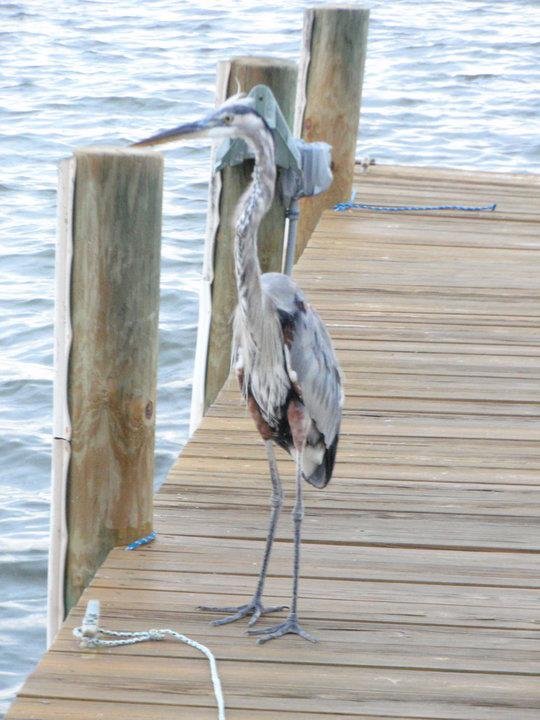 Charles McDermott's album, Florida's Beauty