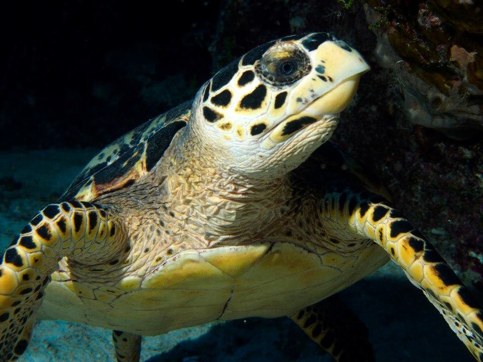 John Kotovsky's album, More Little Cayman 10-12