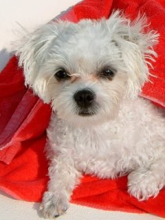 Willene Pierce's album, DARLA & Friends
