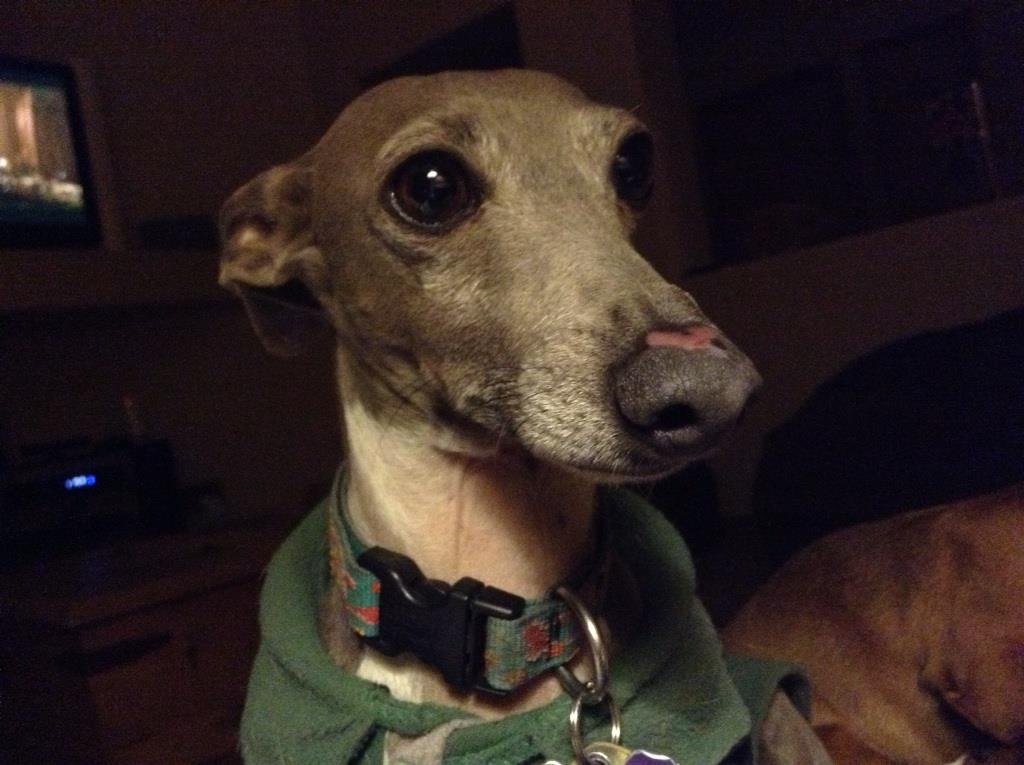 Daniel Doherty's album, iOS Photos