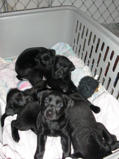 Jonathan Ide's album, Puppies