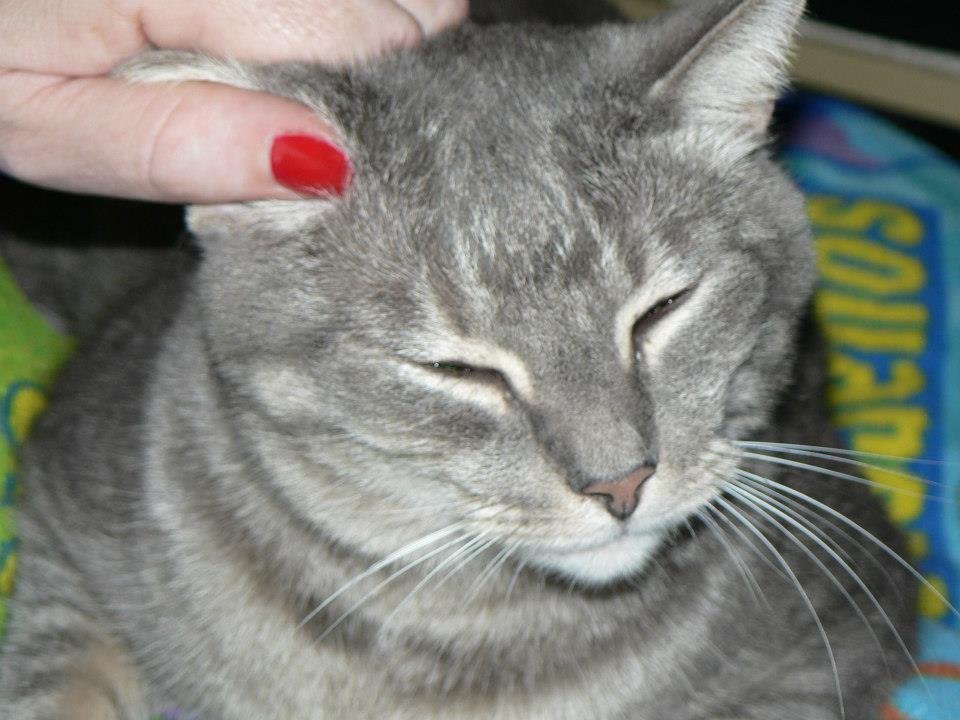 Peter Hibbard's album, Our Cats