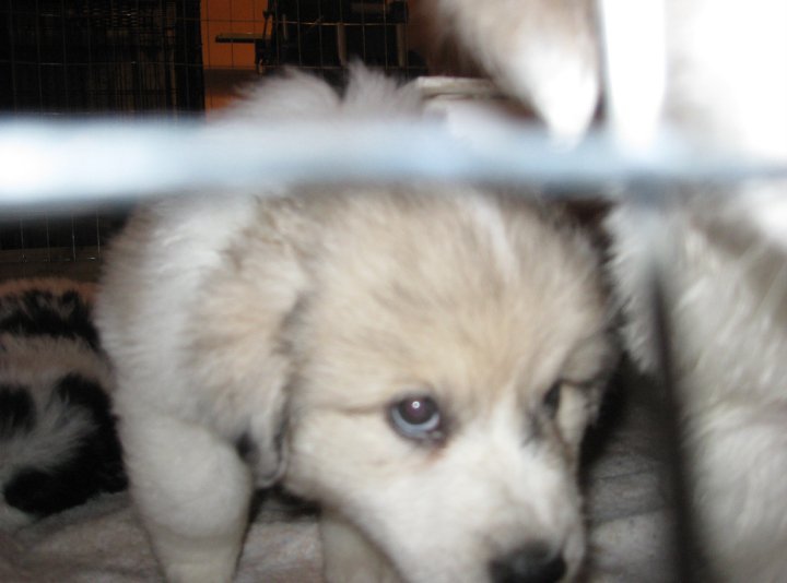Sharon Drube's album, Zira and the Shakespeare pups