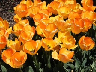John Chaplik's album, pets flowers yard
