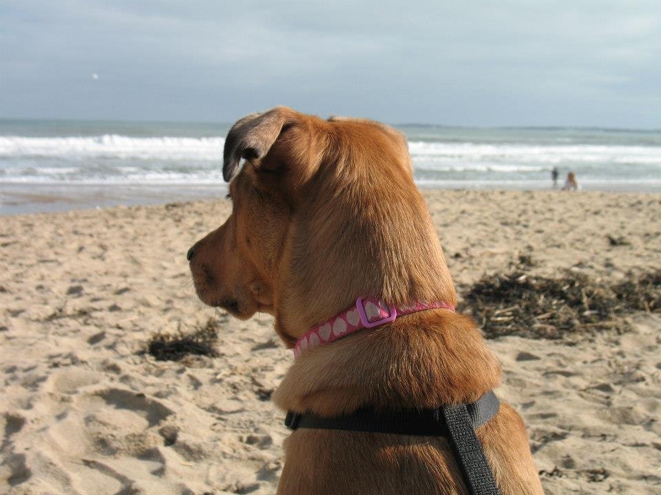 Mike Smith's album, A Day at The Beach