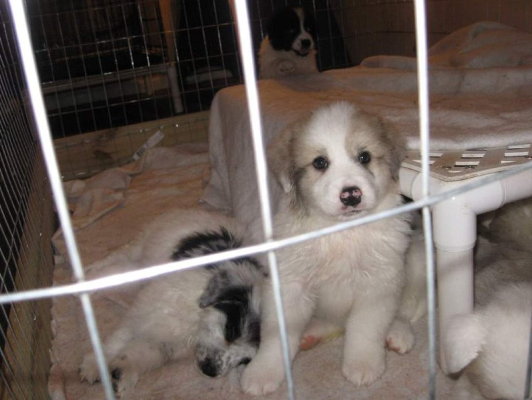 Sharon Drube's album, Zira and the Shakespeare pups